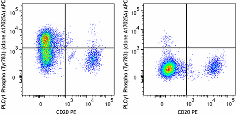 APC anti-PLCγ1 Phospho (Tyr783)