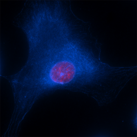 Brilliant Violet 421™ anti-β-actin