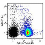 Calcein Violet-AM