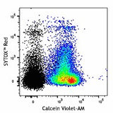 Calcein Violet-AM