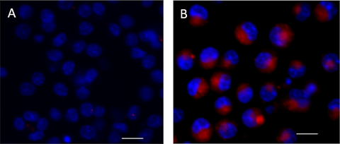 Cellular Senescence Kit Red