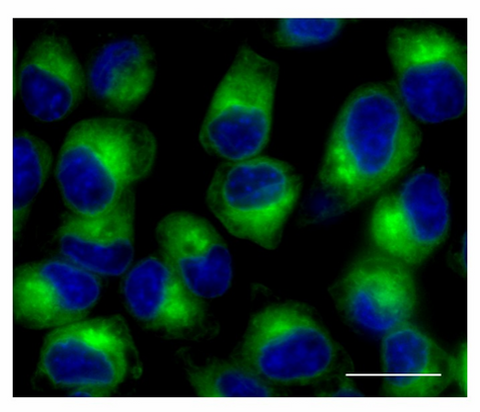 Endoplasmic Reticulum Probe Green