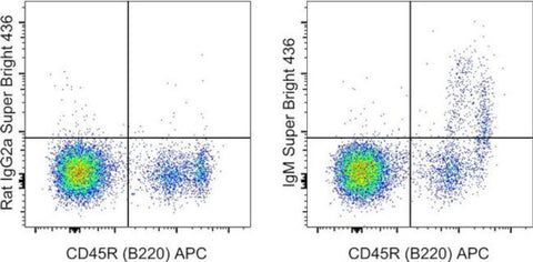 IgM Monoclonal Antibody (II/41), Super Bright™ 436