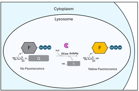 LysoFix-GBA (Lysosomal GCase Probe Yellow)