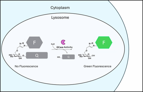 LysoFQ-GBA (Lysosomal GCase Probe Green)