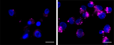 Lysosome Probe NIR