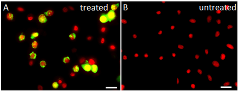 NucView® 488 Caspase-3 Substrate