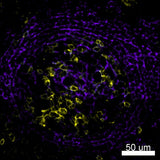 PE anti-human CD35