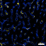 PE anti-human CD49a