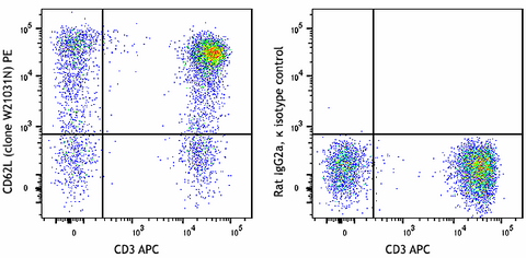 PE anti-human CD62L