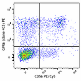 PE anti-human GPR56