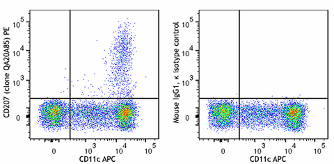 PE anti-mouse/human CD207 (Langerin) Recombinant
