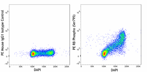 PE anti-Rb Phospho (Ser795)