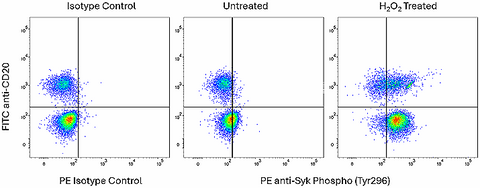 PE anti-Syk Phospho (Tyr296) Recombinant
