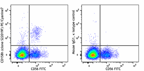 PE/Cyanine7 anti-human CD158h (KIR2DS1)
