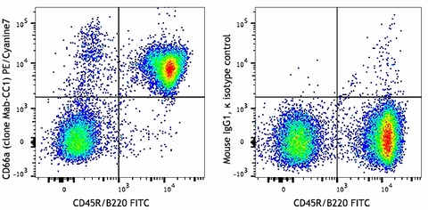 PE/Cyanine7 anti-mouse CD66a (CEACAM1a)