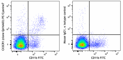 PE/Cyanine7 anti-mouse CX3CR1 Recombinant