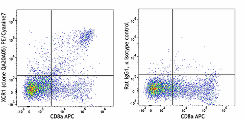 PE/Cyanine7 anti-mouse/rat XCR1 Recombinant