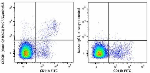 PerCP/Cyanine5.5 anti-mouse CX3CR1 Recombinant