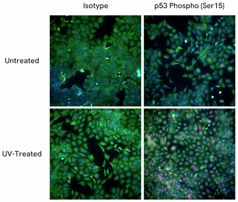 Spark YG™ 581 anti-p53 Phospho (Ser15) Recombinant