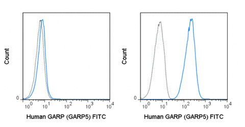 Untransfected (left) or GARP transfected (right) cells were stained with 5 uL (0.5 ug) FITC Anti-Human GARP (35-9882) (solid line) or 0.5 ug FITC Mouse IgG1 isotype control (dashed line).