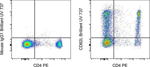 CD62L (L-Selectin) Monoclonal Antibody (DREG-56 (DREG56)), Brilliant Ultra Violet™ 737, eBioscience™