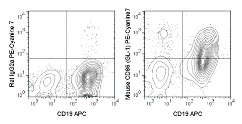 C57Bl/6 splenocytes were stimulated for 3 days with LPS and then stained with APC Anti-Mouse CD19 (20-0193) and 0.25 ug PE-Cyanine7 Anti-Mouse CD86 (60-0862) (right panel) or PE-Cyanine7  Rat IgG2a isotype control (left panel).