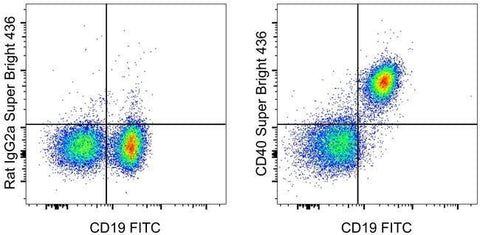 CD40 Monoclonal Antibody (1C10), Super Bright™ 436, eBioscience™