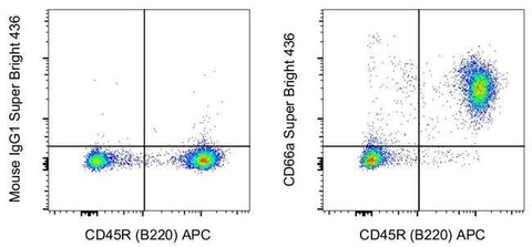 CD66a (CEACAM1) Monoclonal Antibody (CC1), Super Bright™ 436, eBioscience™