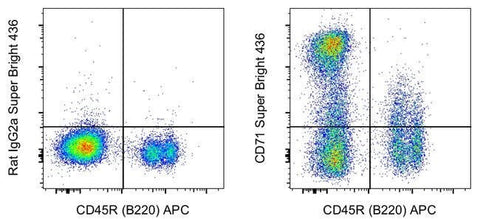 CD71 (Transferrin Receptor) Monoclonal Antibody (R17217 (RI7 217.1.4)), Super Bright™ 436, eBioscience™