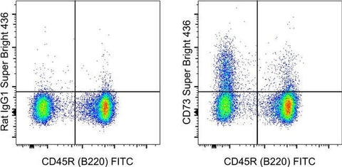 CD73 Monoclonal Antibody (eBioTY/11.8 (TY/11.8)), Super Bright™ 436, eBioscience™